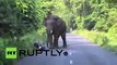 Rampaging elephant disrupts traffic, chases biker in India