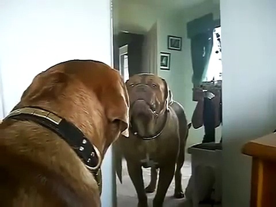Dog Growling at himself
