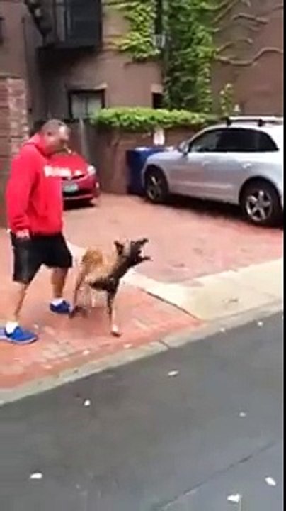 Extremely well trained dog as a defensive tool