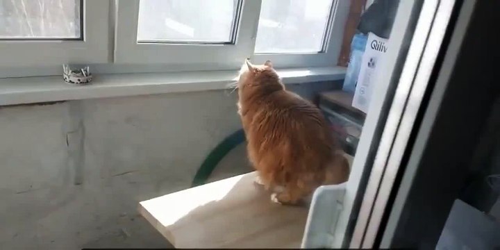 Кот следит за двором!