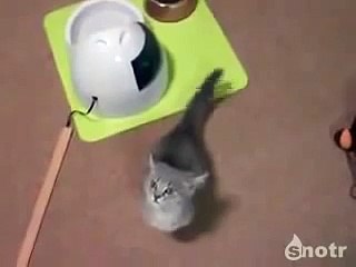Котик умоляет дать пожрать!