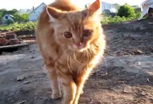 Кошачьи приколы!!! На грани нервного срыва.