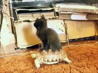 Очаровательные русские коты: милые и грациозные 🐱