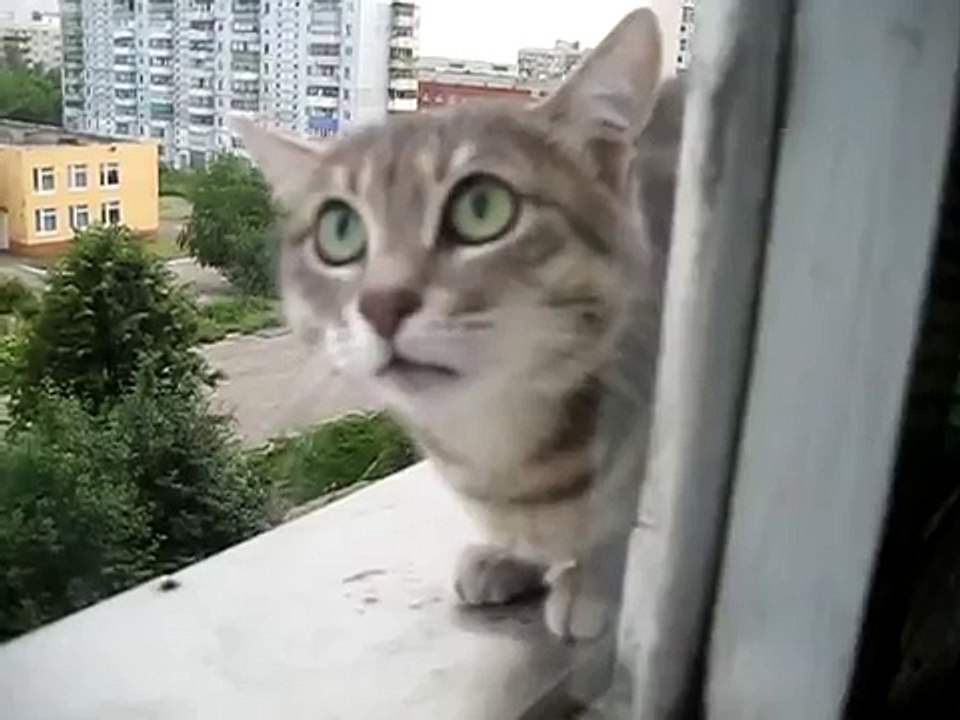 Соседский кошак против меня!