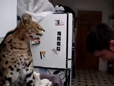 Такую кошку лучше не злить! Кот породы Ашера!