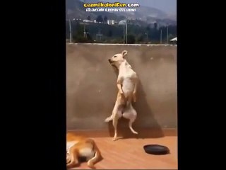 Latin Hatunlara Taş Çıkartacak Bir Performans Sergileyen Köpek