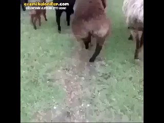 İlk Defa Topuklu Ayakkabı Giyen Kız (Temsili)