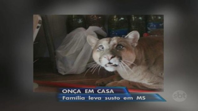 Moradores encontram onça dentro de casa em Mato Grosso do Sul