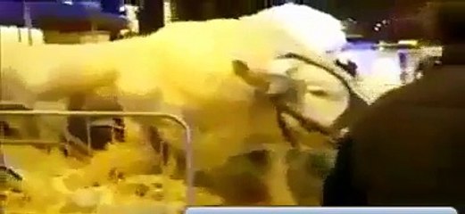 اس سال کا سب سے مہنگا بیل ۔ 90 ہزار ڈالر----------------Eid Qurbani 2015