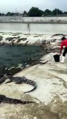 Cho cá xau an mà ko so gi ca -D