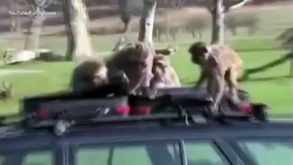 If You're Thinking Of Going On Safari, You Might Want To Rent A Tank