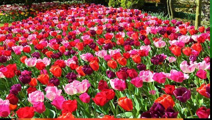 must watch the beautiful nasm