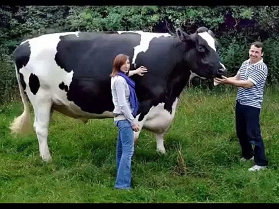 Largest Animals in World OMG