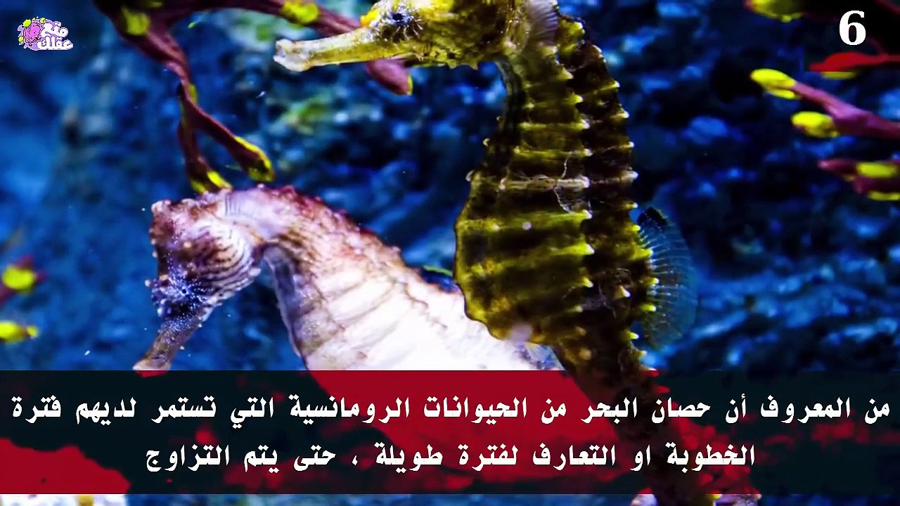 أكثر 10 حيوانات رومانسية