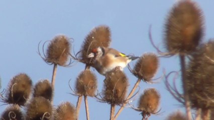 Au pays des Chardonnerets