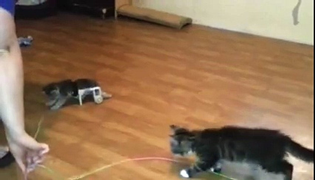 Clark, le superchaton à roulettes. Découvrez les premiers tours de piste de Clark !