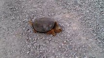 Why Do They Call Them Snapping Turtles ?