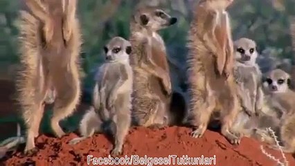 Gece Alkolü Fazla Kaçıran Mirket Yavrusu