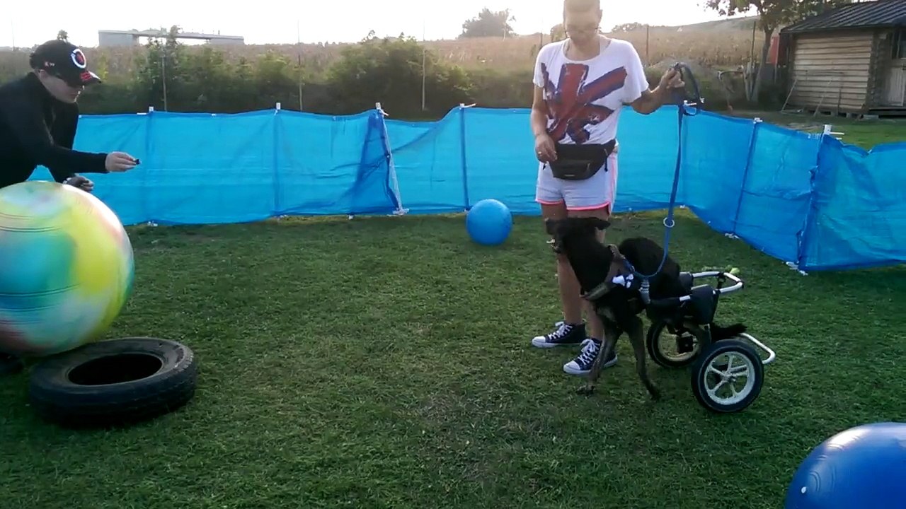 Treibball mit Manolo