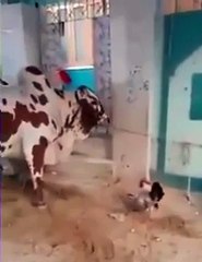 Rooster fighting from bail