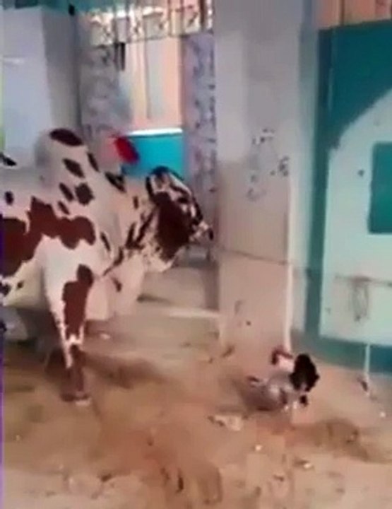 Rooster fighting from bail