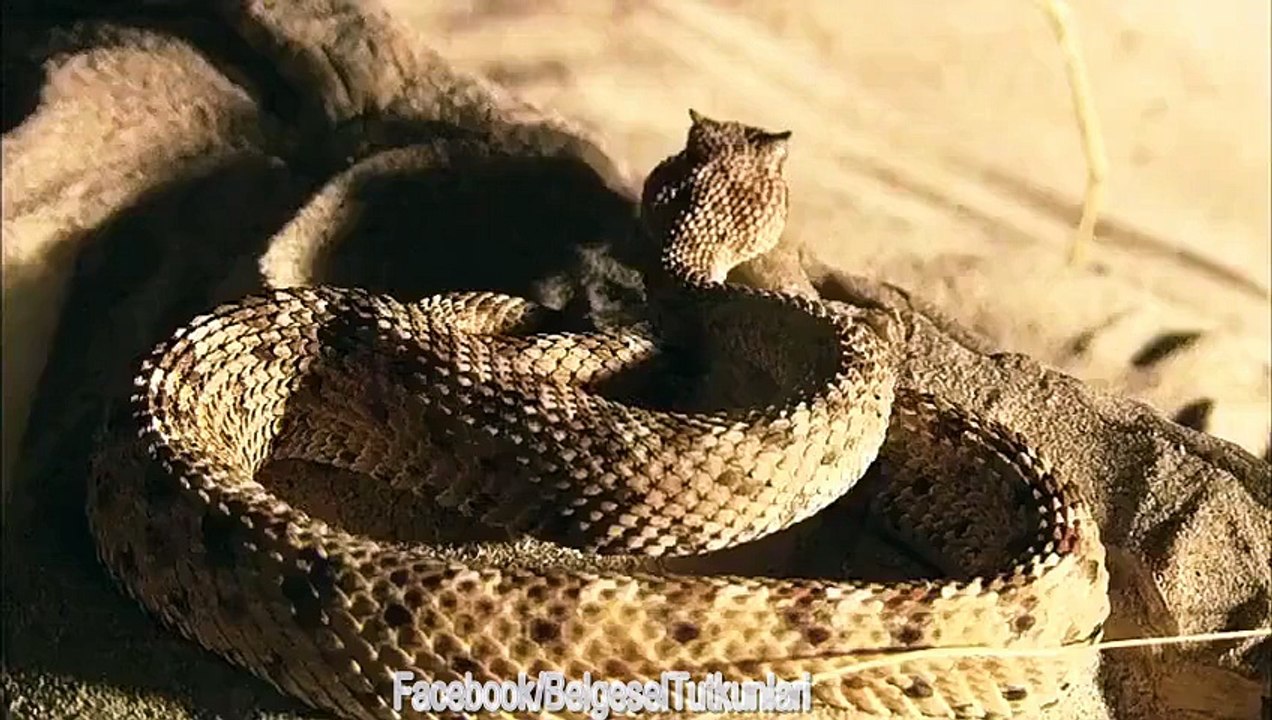 Boynuzlu Çöl Engereği- Hayatın Hızı