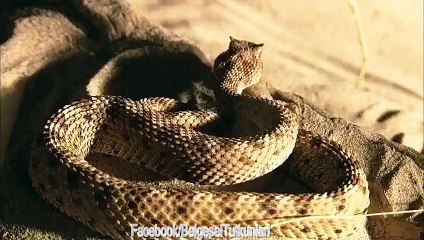 Boynuzlu Çöl Engereği- Hayatın Hızı