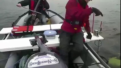 Baleias beluga atraídas pelos sons do violoncelo