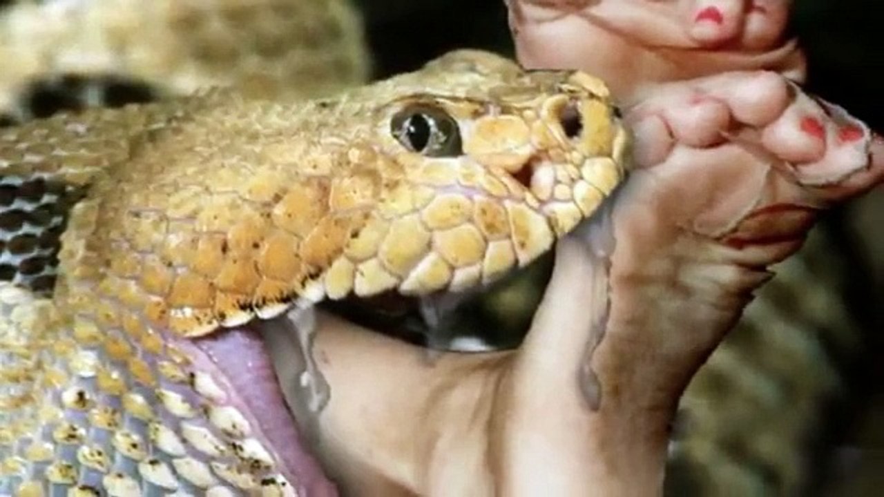 Biggest Snake in the World Attack