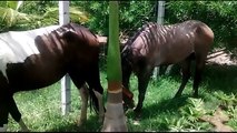 Funny Videos Funny Animal Horse Kicking Up Video