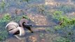 Python World biggest Snake Burmese Python Found Alive in Ama