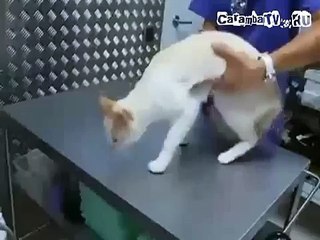 Как отключить кота!