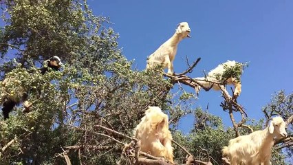 La preuve que les chèvres poussent dans les arbres