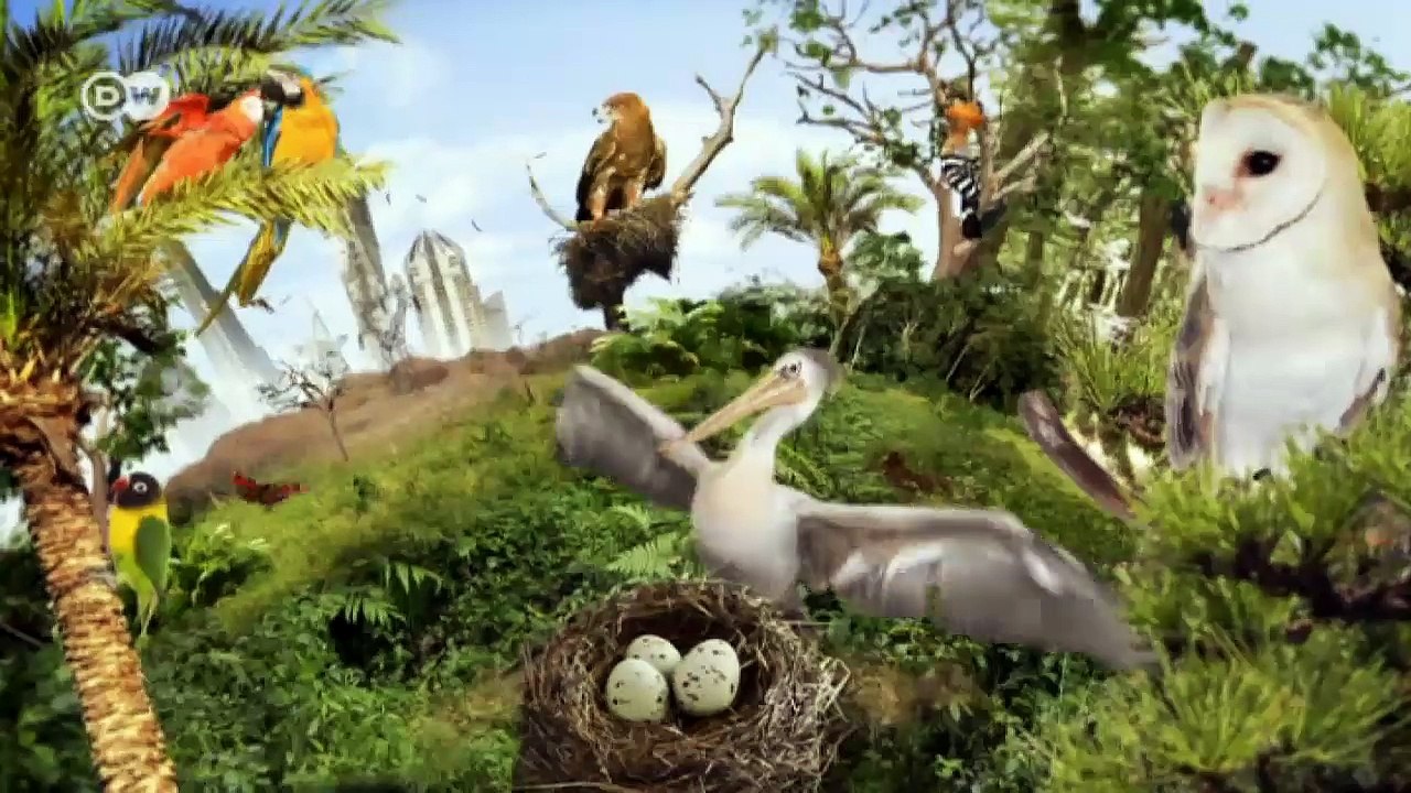 Gefahr für die fliegende Müllabfuhr | Global 3000