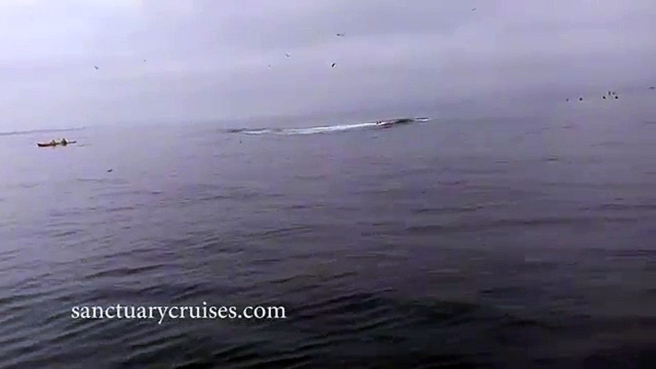 Deux kayakistes manquent de se faire écraser par une baleine