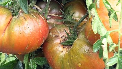 La tomate dans tous ses états