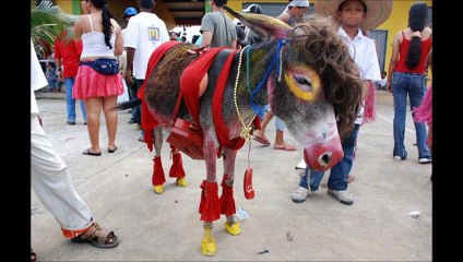 Silent Smile Donkey Style