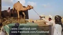 Camel Unloading In Sohrab Goth Gai Mandi