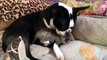 Boston terrier plays surrogate mum to tiny kittens