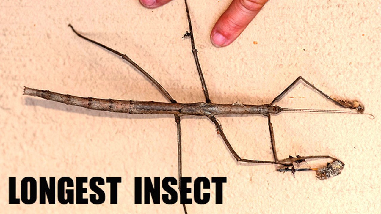 The Longest Insect In The World