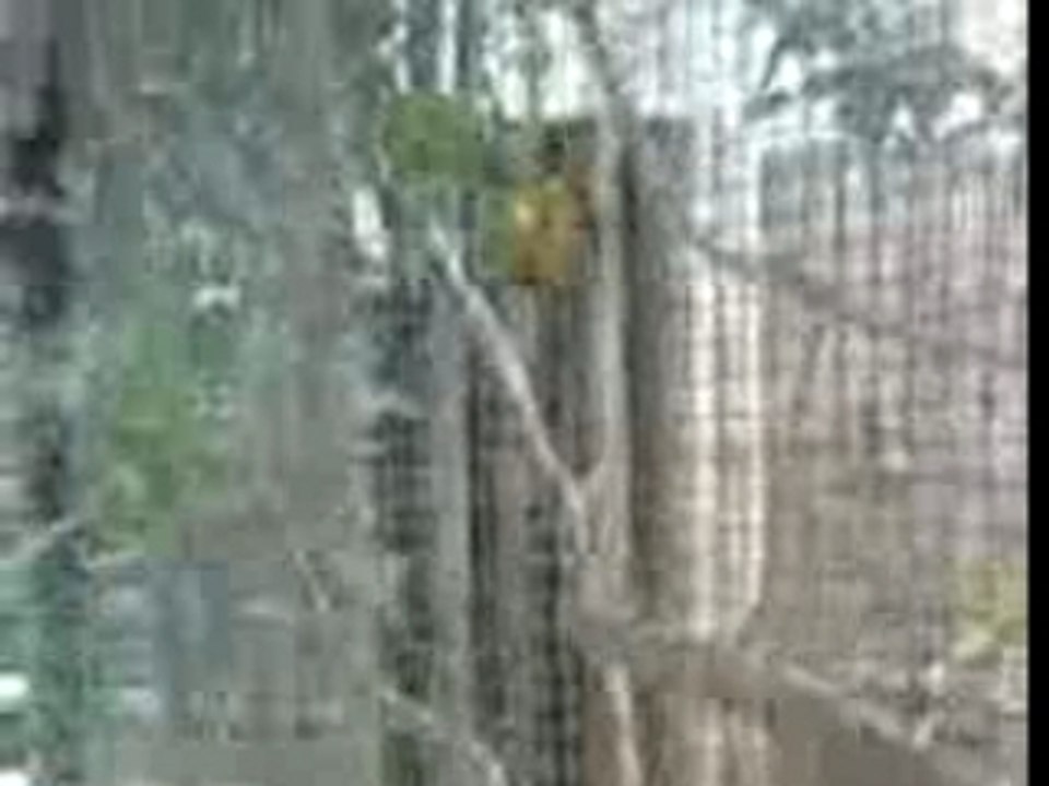 VID001