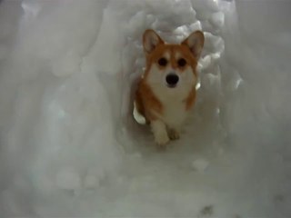 Corgi Snow Tunnel