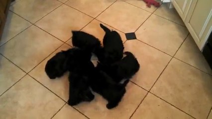 Puppies Eating Together Scottie Pinwheel