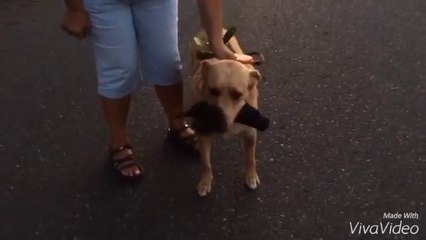 This Dog thinks a dead squirrel is actually a Toy!
