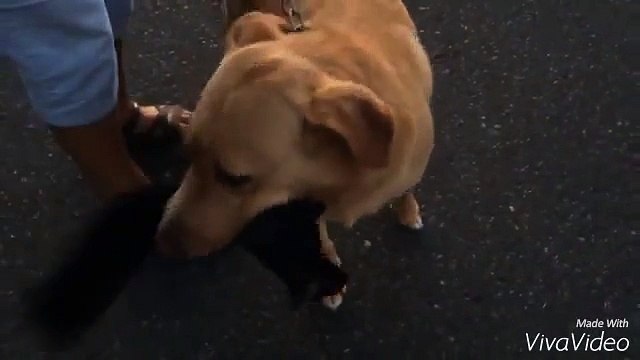 Ce chien prend cet écureuil mort pour son jouet!!!