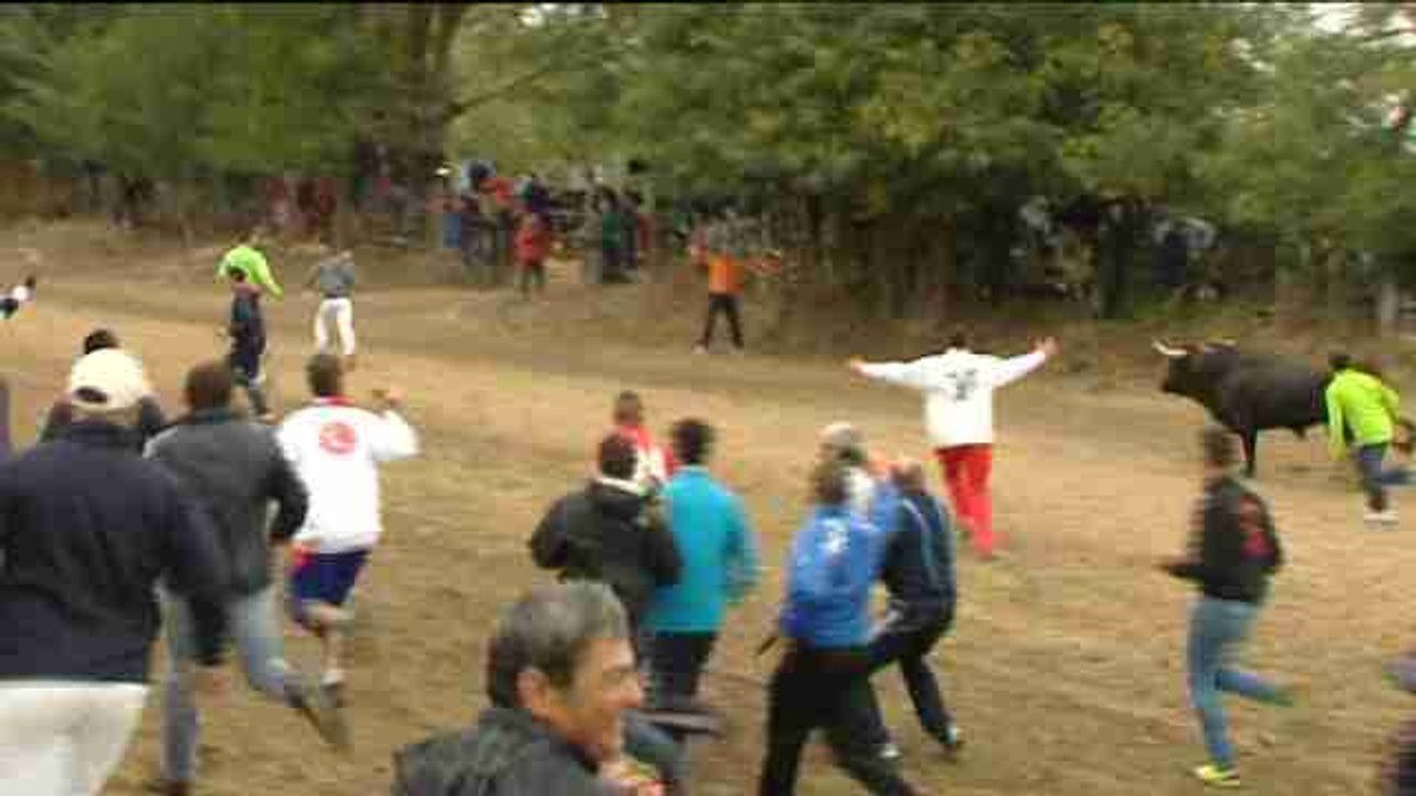 El torneo del Toro de la Vega culmina en Tordesillas con la muerte de "Rompesuelas"