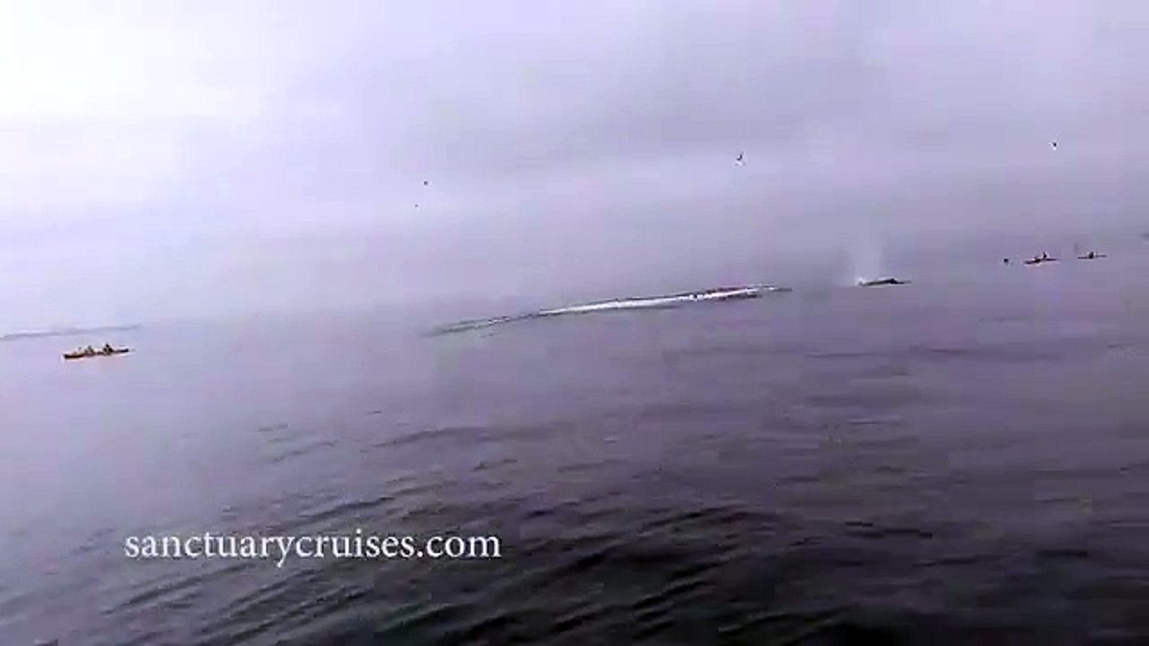 Ils se font surprendre par des baleines lors d'une sortie en kayak