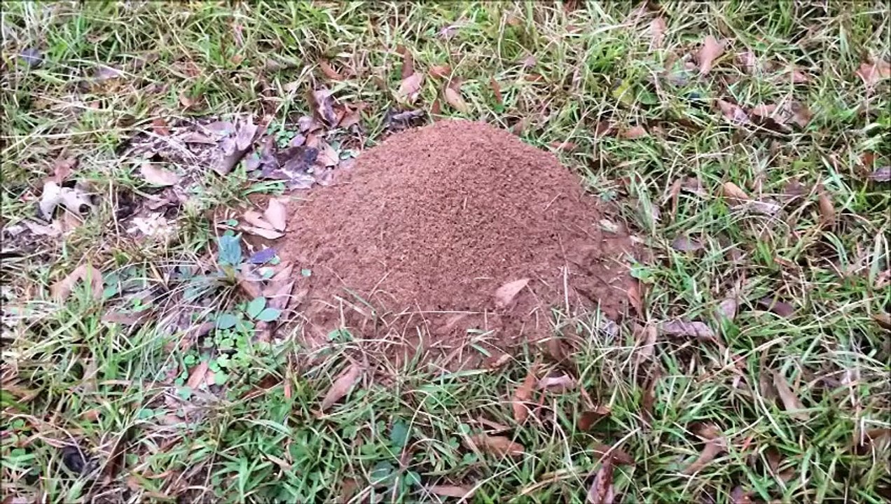 Casting a Fire Ant Colony with Molten Aluminum (Cast #043)