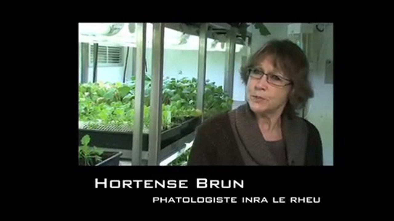 Phoma du colza : les résistances variétales