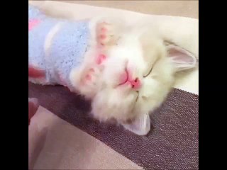 Sleeping Kitten Won't Wake Up